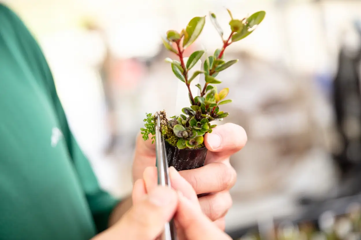 ʻŌDRP team member carefully weeding a small ʻōhiʻa seedling
