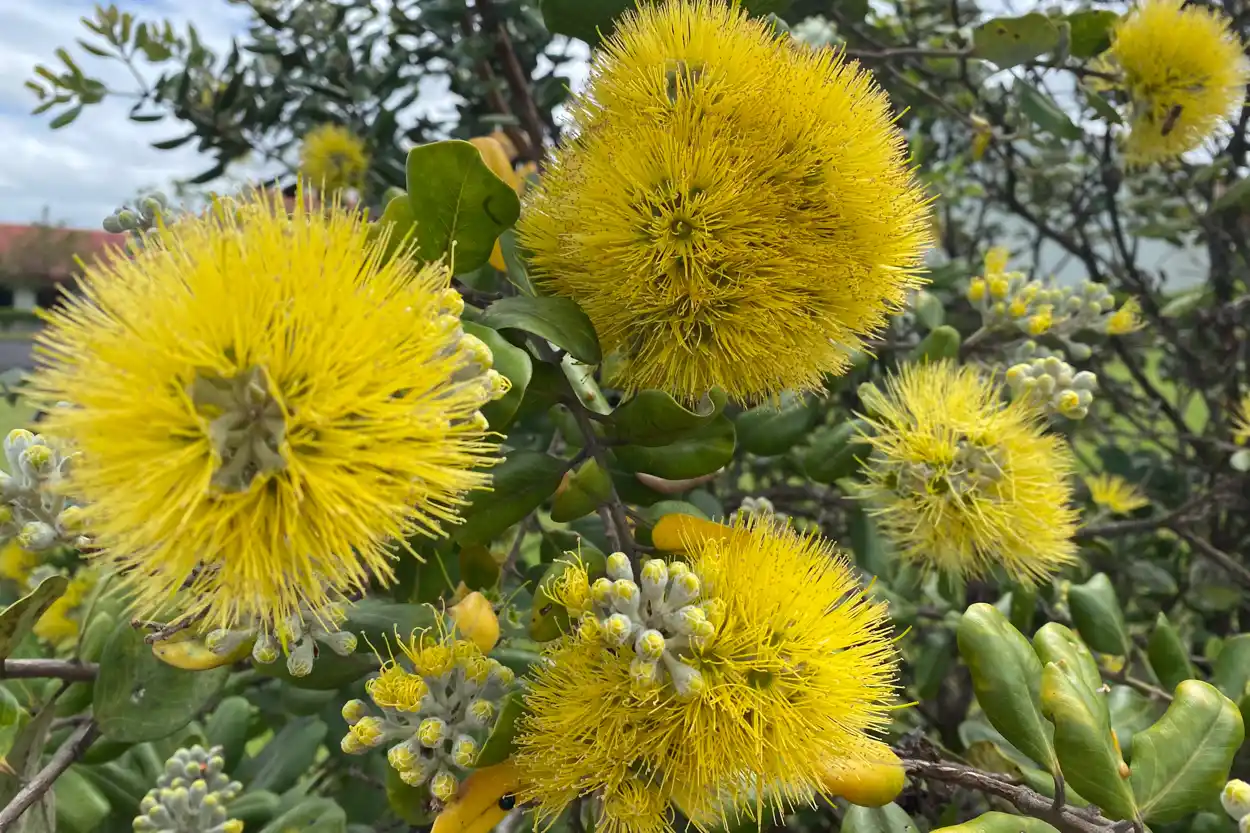 Full and vibrant yellow blooms (mamo type) of an ʻōhiʻa in Hilo
