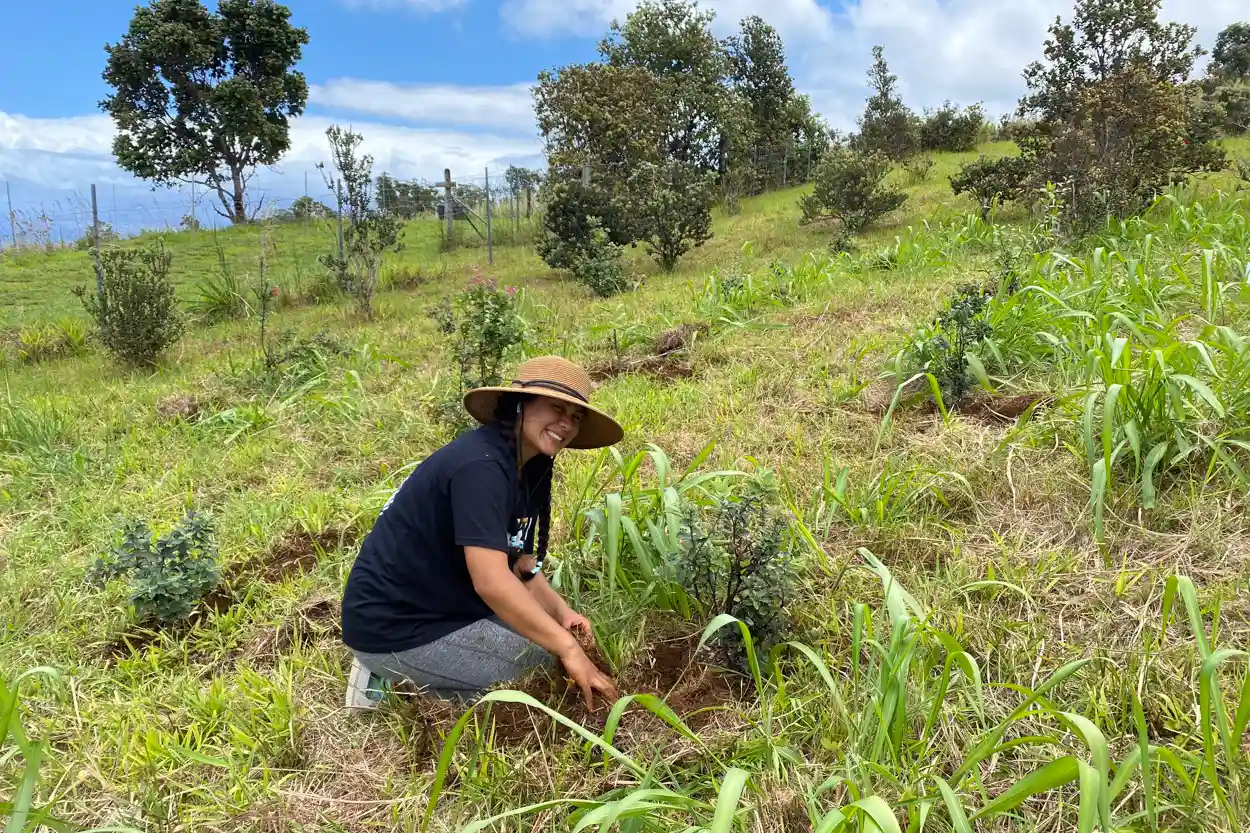 ʻŌDRP team member planting out the next generation of improved ʻōhiʻa trees in our seed orchard