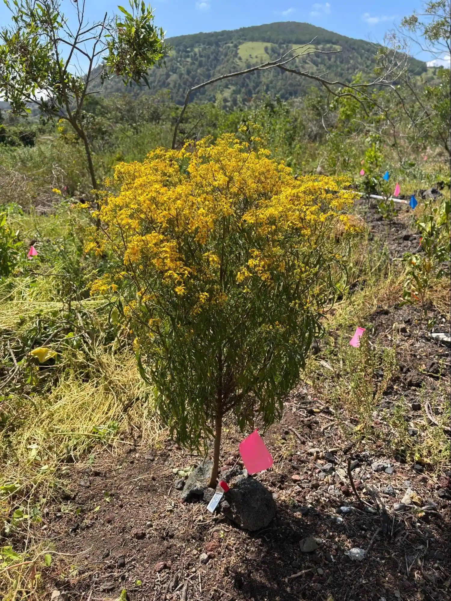 ko'oko'olau plant at pu'uwa'awa'a