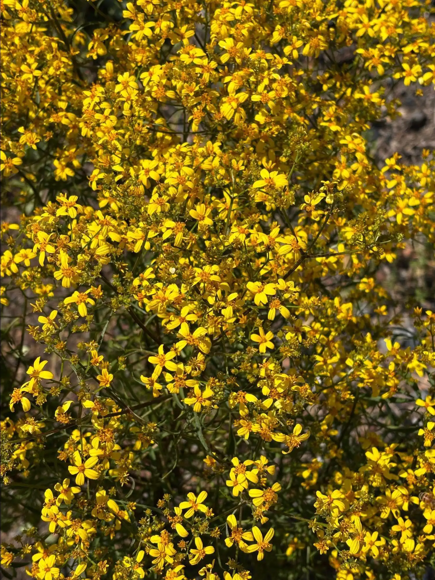 ko'oko'olau plant at pu'uwa'awa'a