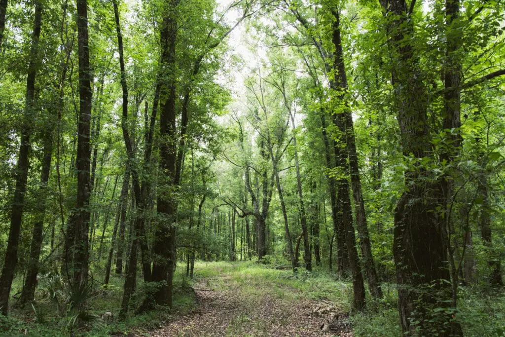 Bottomland Forests of the Louisiana Plains