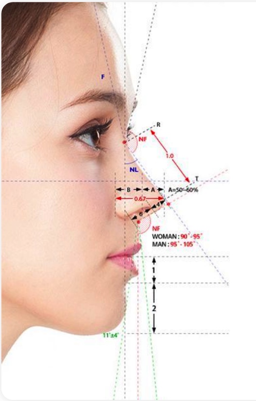 תמונה של פרצוף של אישה מהצד מייצג יחסי פנים