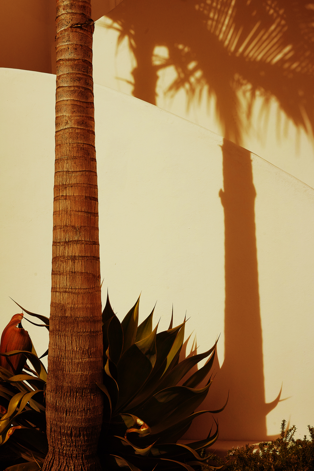 Santa Barbara Palm
