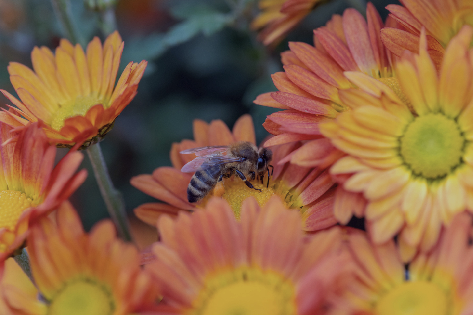 A close-up of a bee gathering nectar on an orange and yellow daisy-like flower surrounded by similar flowers.