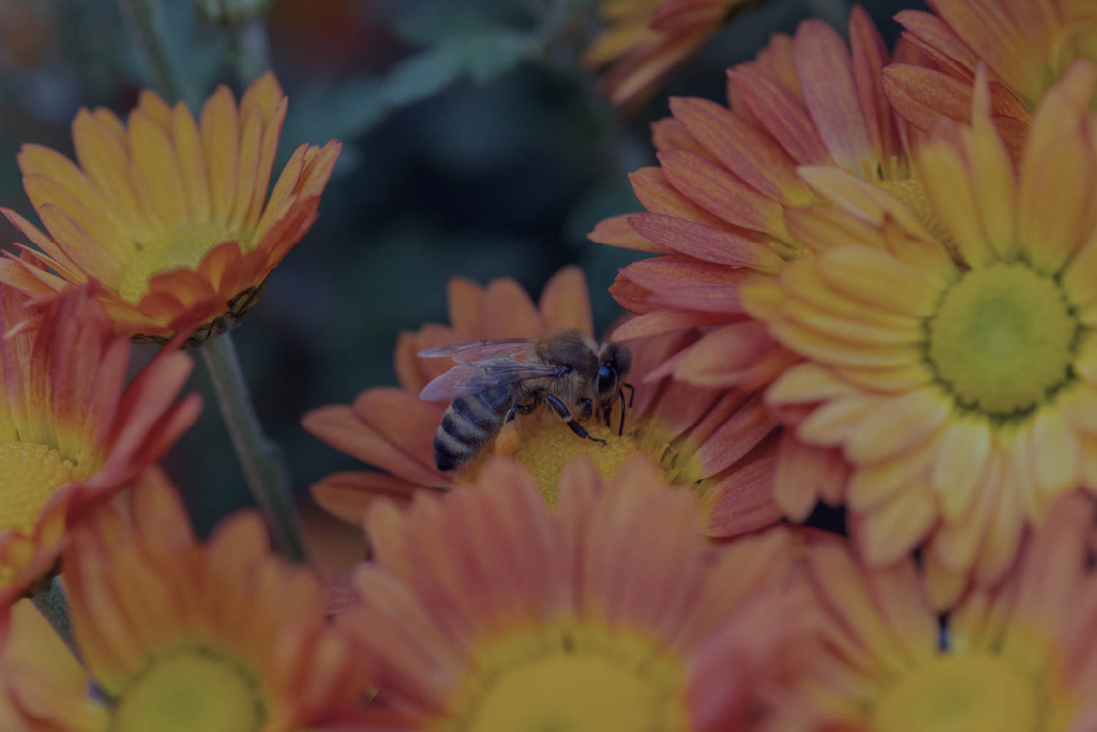 A close-up of a bee gathering nectar on an orange and yellow daisy-like flower surrounded by similar flowers.