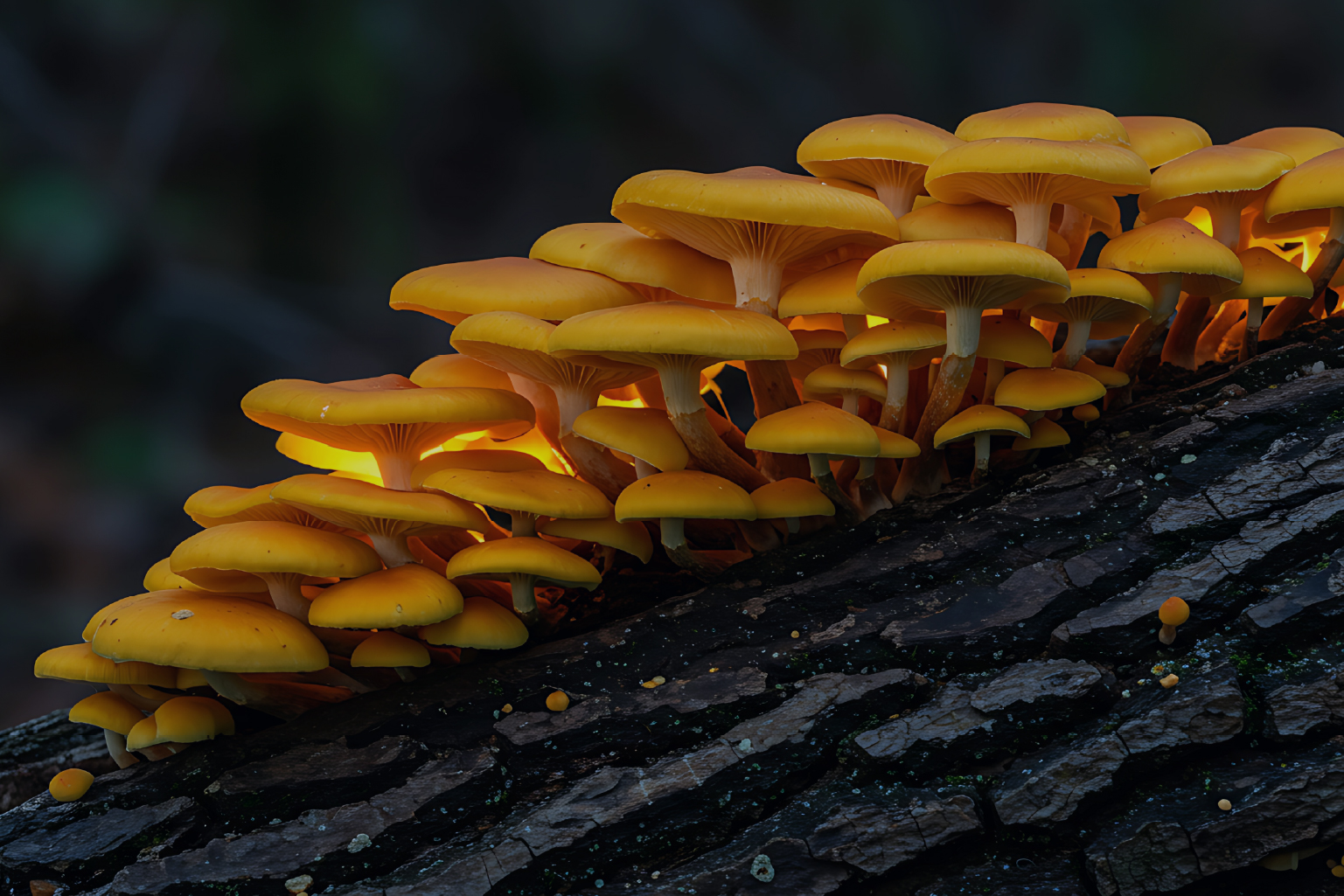 Cluster of vibrant orange-yellow mushrooms growing densely on a dark, textured piece of wood.