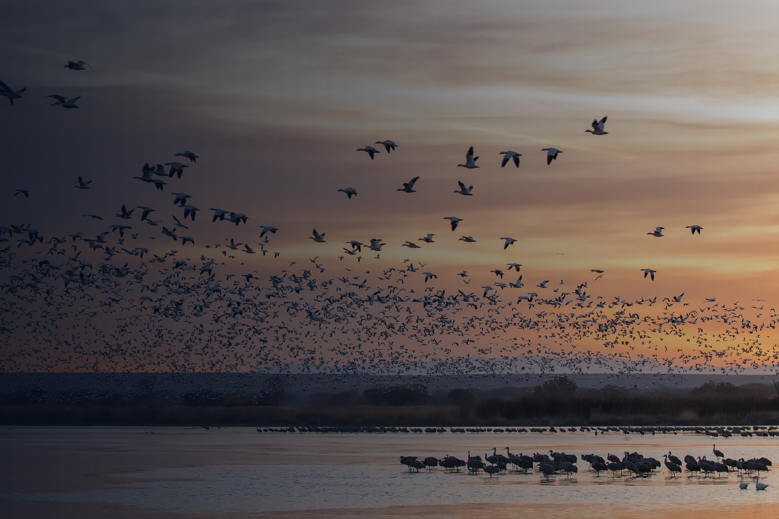 Large flock of birds flying and standing in shallow water at sunset with orange and purple sky and distant vegetation.