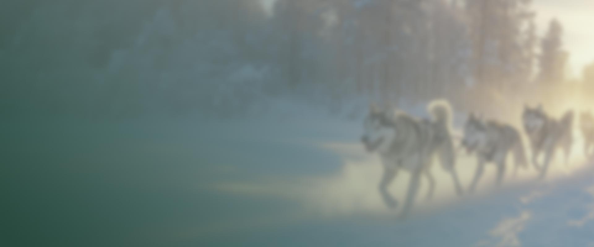 Team of huskies, Innokas green glass theme background.