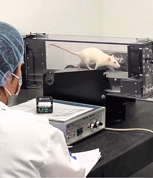 animal study with laboratory rat in behavioral test chamber for regenerative medicine research.