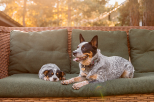 Regenerative Breakthrough in Canine Wound Healing