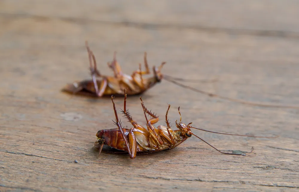 cockroaches treatment