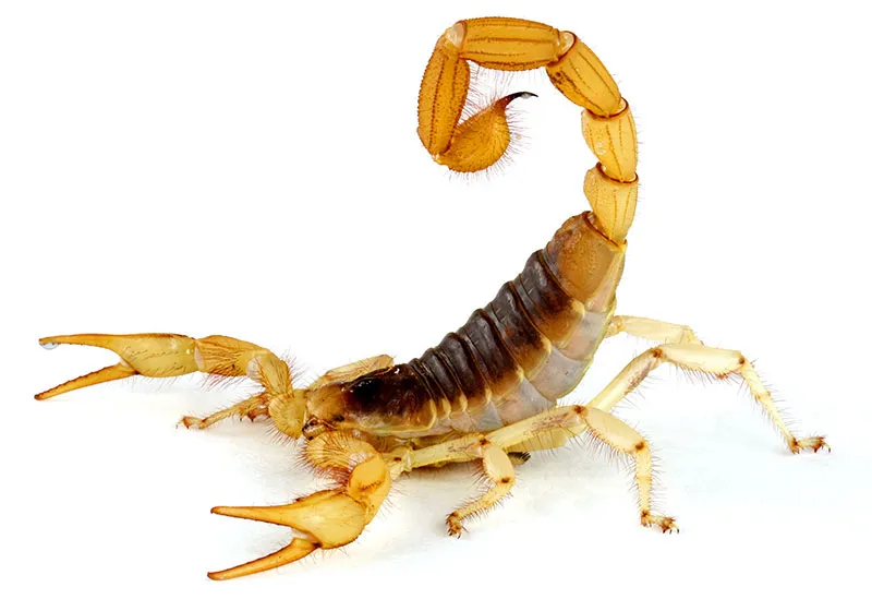 scorpion