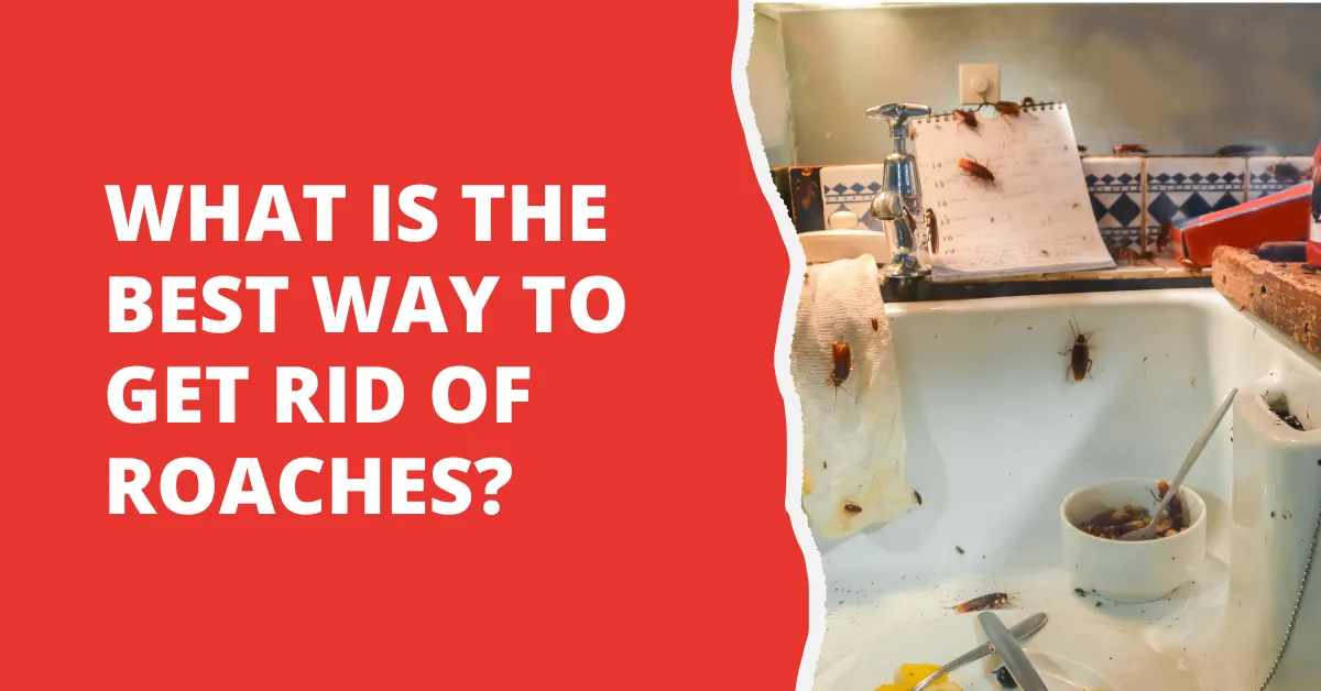 The Best Way to Get Rid of Roaches