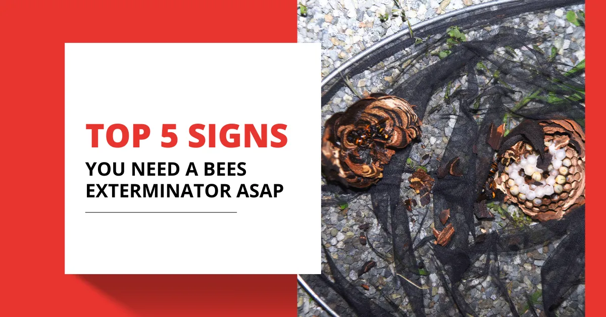 Top 5 Signs You Need a Bee Exterminator ASAP