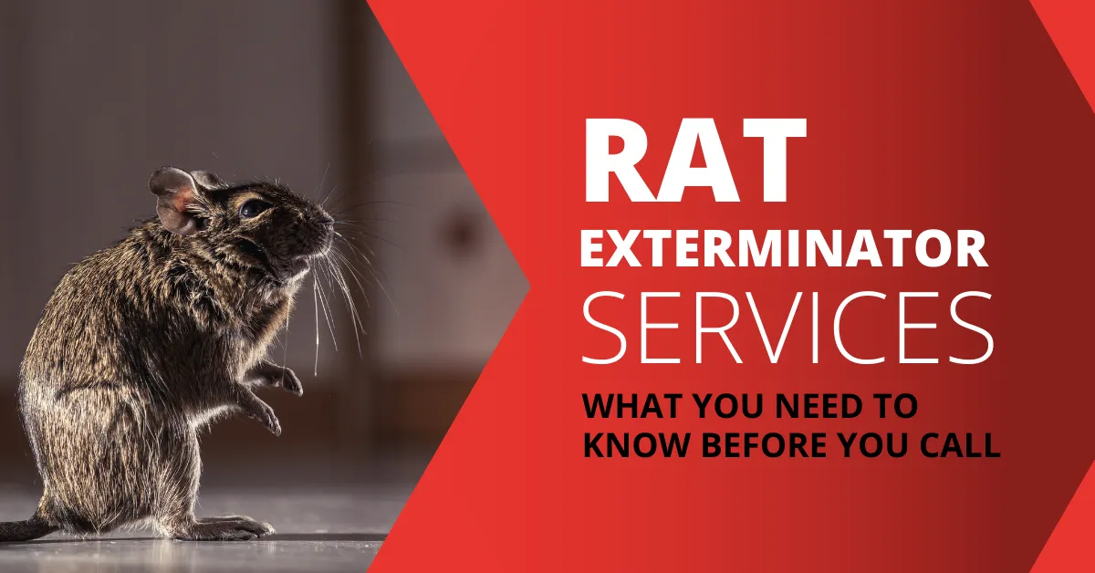 Get Rid of Rats Fast in Las Vegas with Expert Exterminators