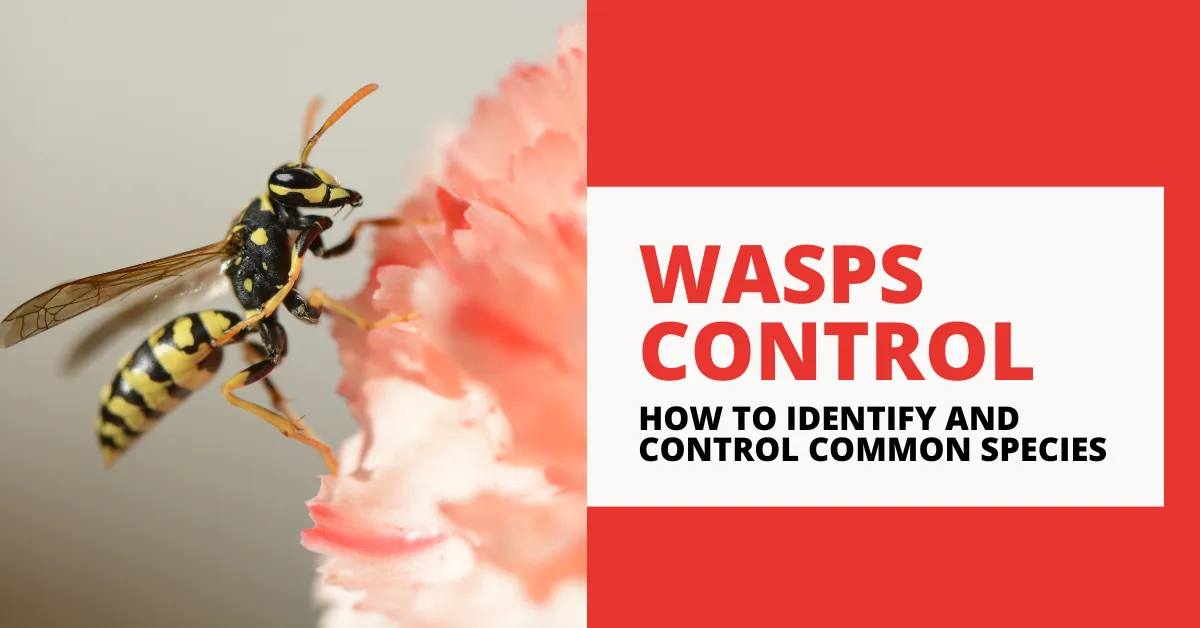 Wasps Control: How to Identify and Control Common Species