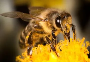 How to keep honey bees from building a hive near your home