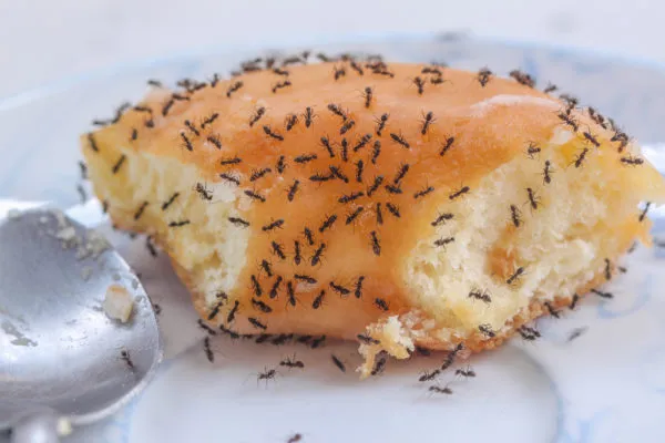 How to get rid of sugar ants | Buddies Exterminating