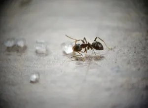 ant eating sugar