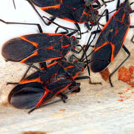 bugs