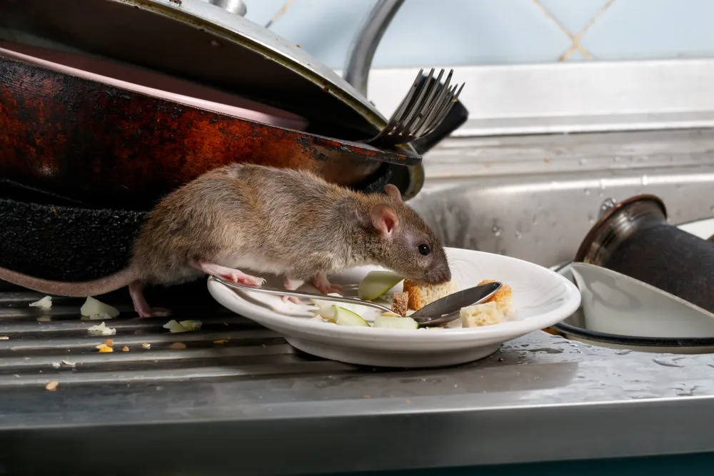Rodent Damage to Homes | Buddies Exterminating