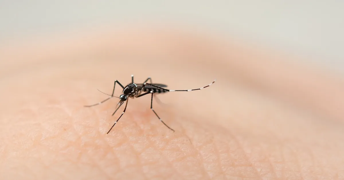 Essential Tips for Controlling Mosquitoes in Your Backyard
