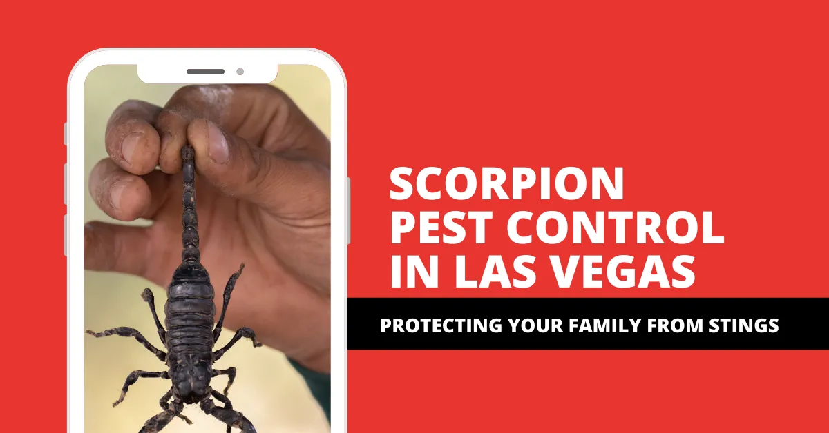 Scorpion Pest Control in Las Vegas: Protecting Your Family from Stings
