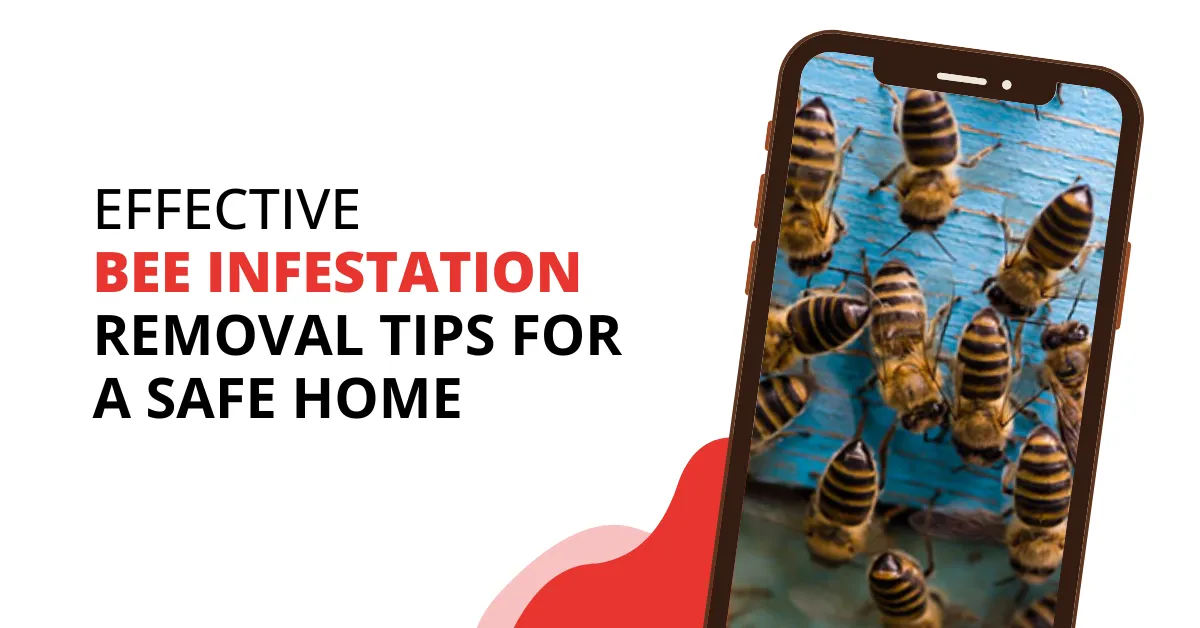 Effective Bee Infestation Removal Tips for a Safe Home