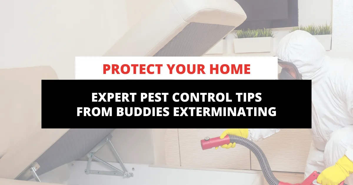 Protect Your Home: Expert Pest Control Tips from Buddies Exterminating