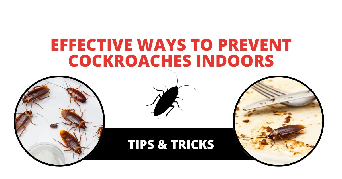 Effective Ways to Prevent Cockroaches Indoors: Tips & Tricks