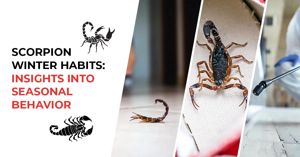 Scorpion Winter Habits: Insights into Seasonal Behavior