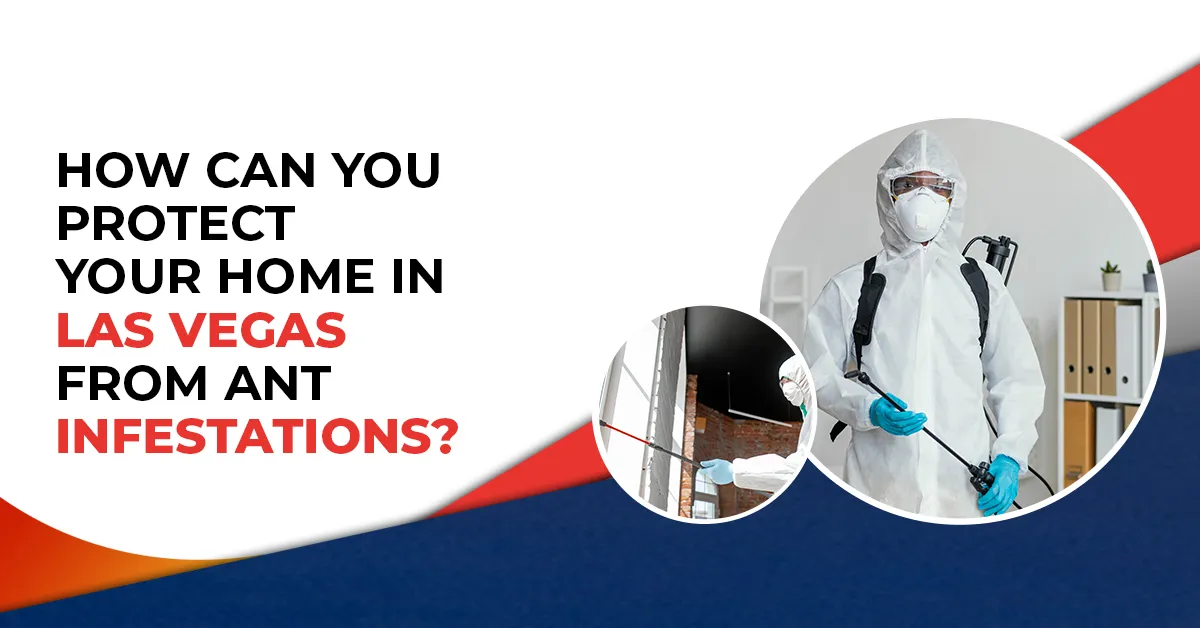 How Can You Protect Your Home in Las Vegas from Ant Infestations?