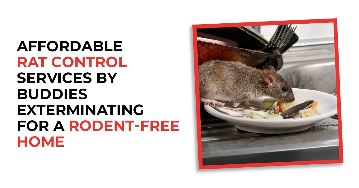 Affordable Rat Control Services by Buddies Exterminating for a Rodent-Free Home