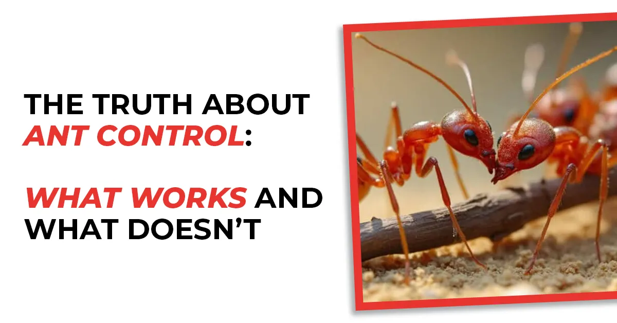 The Truth About Ant Control – What Works & What Doesn’t 