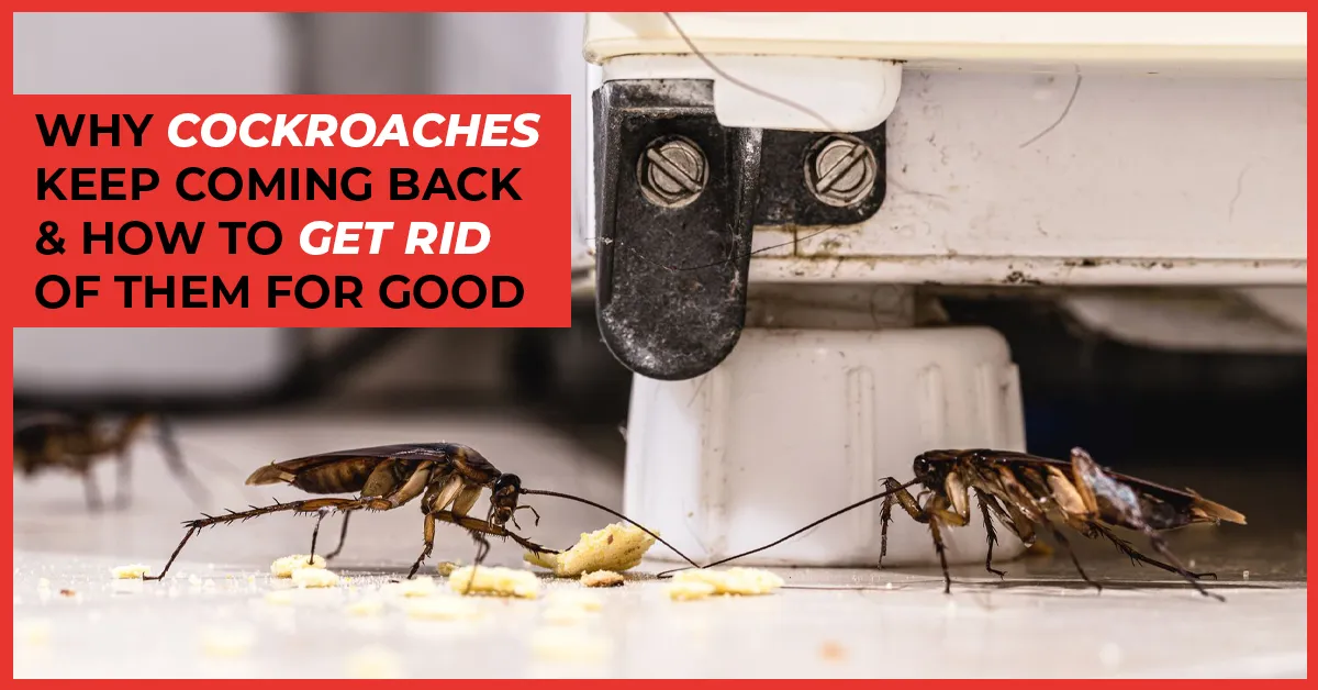 How to Get Rid of Cockroaches Permanently 