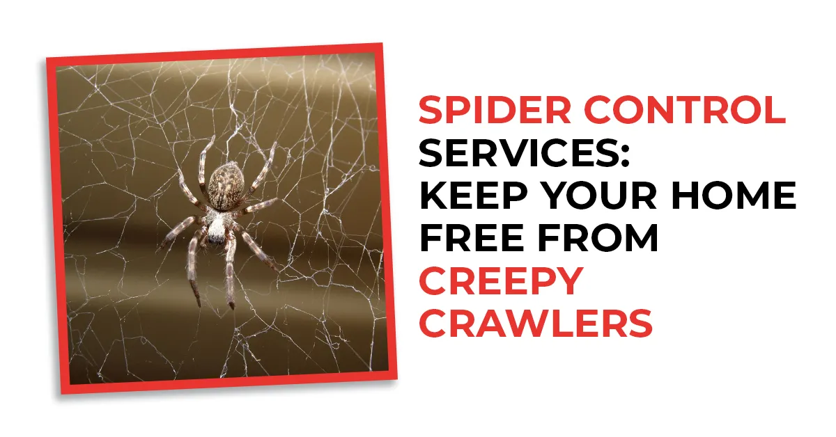 Effective Spider Control Services | Buddies Exterminating