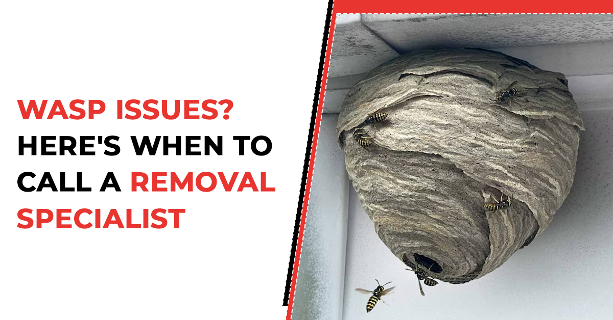 Wasp Problems? Here’s When to Call a Removal Expert
