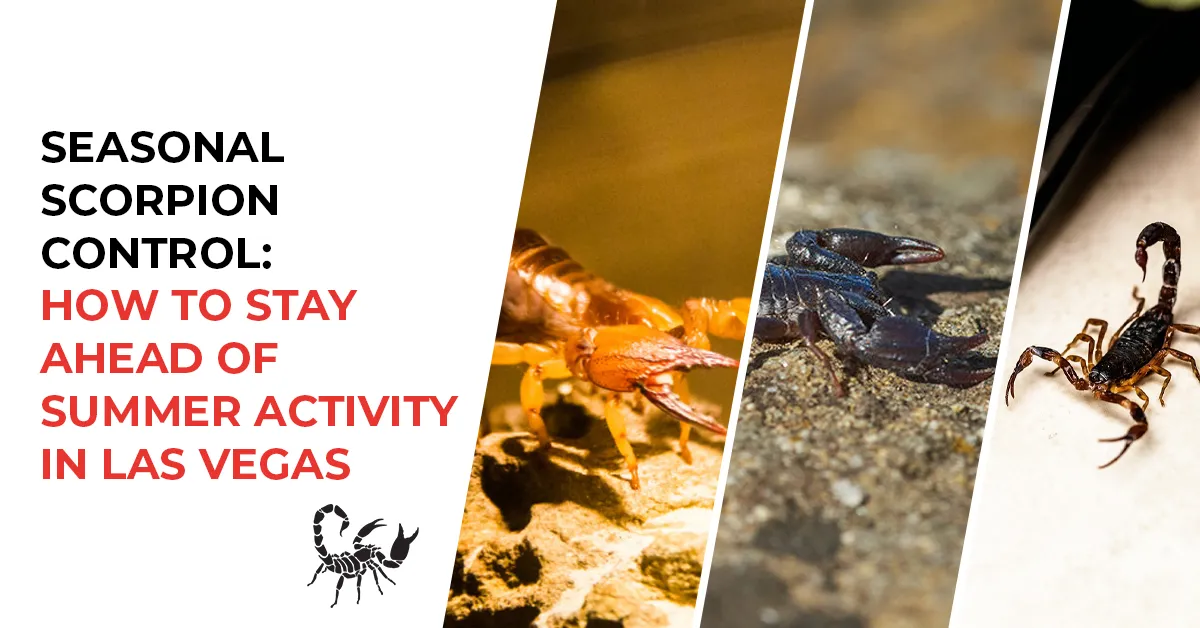 Scorpion Hotspots: Where They Hide and How to Keep Them Out