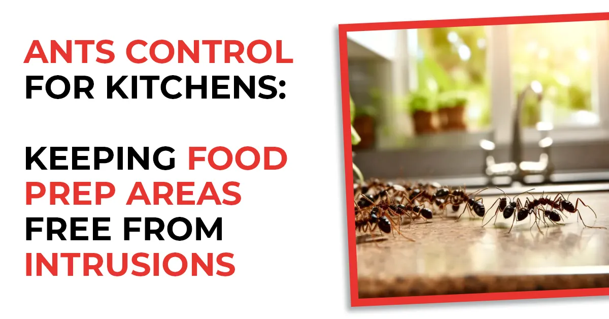 Ant Control for Kitchens: Keeping Food Prep Areas Free from Intrusions