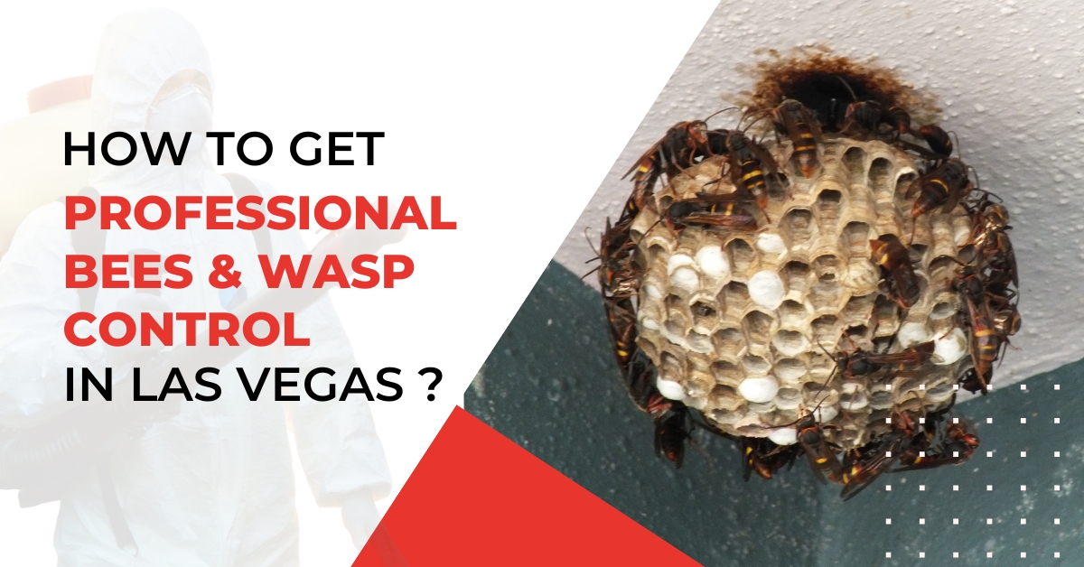 How to Get Professional Bees & Wasp Control in Las Vegas
