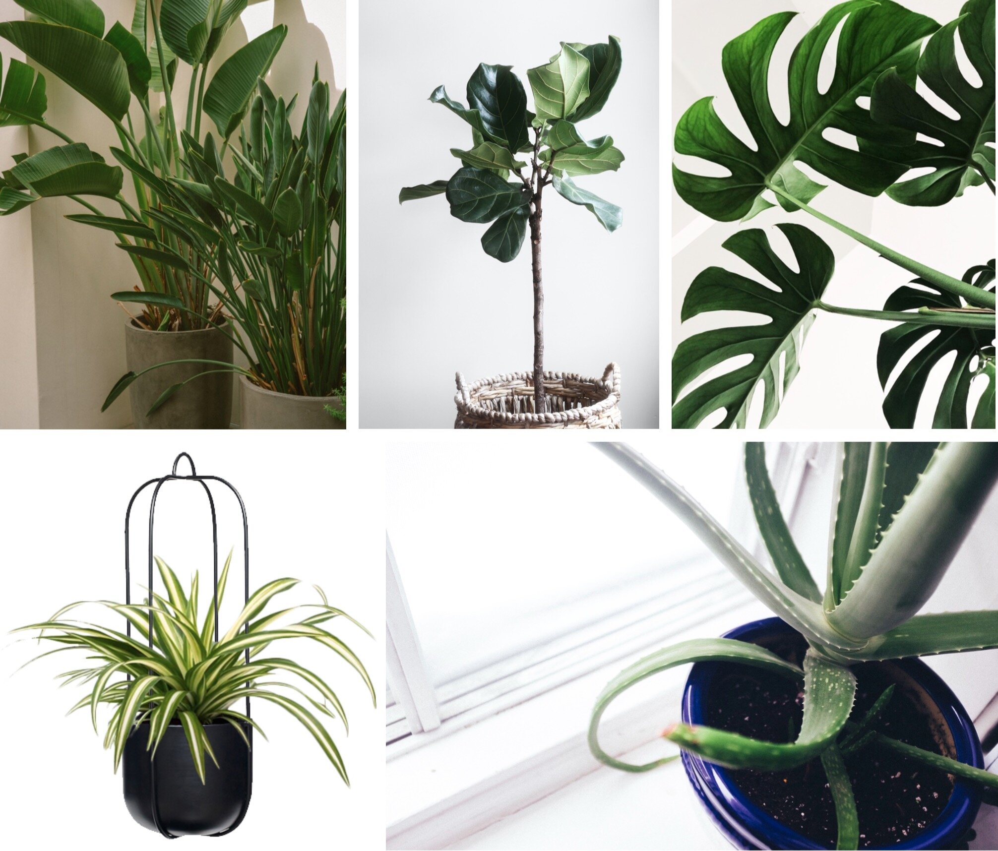 easy to care indoor plants