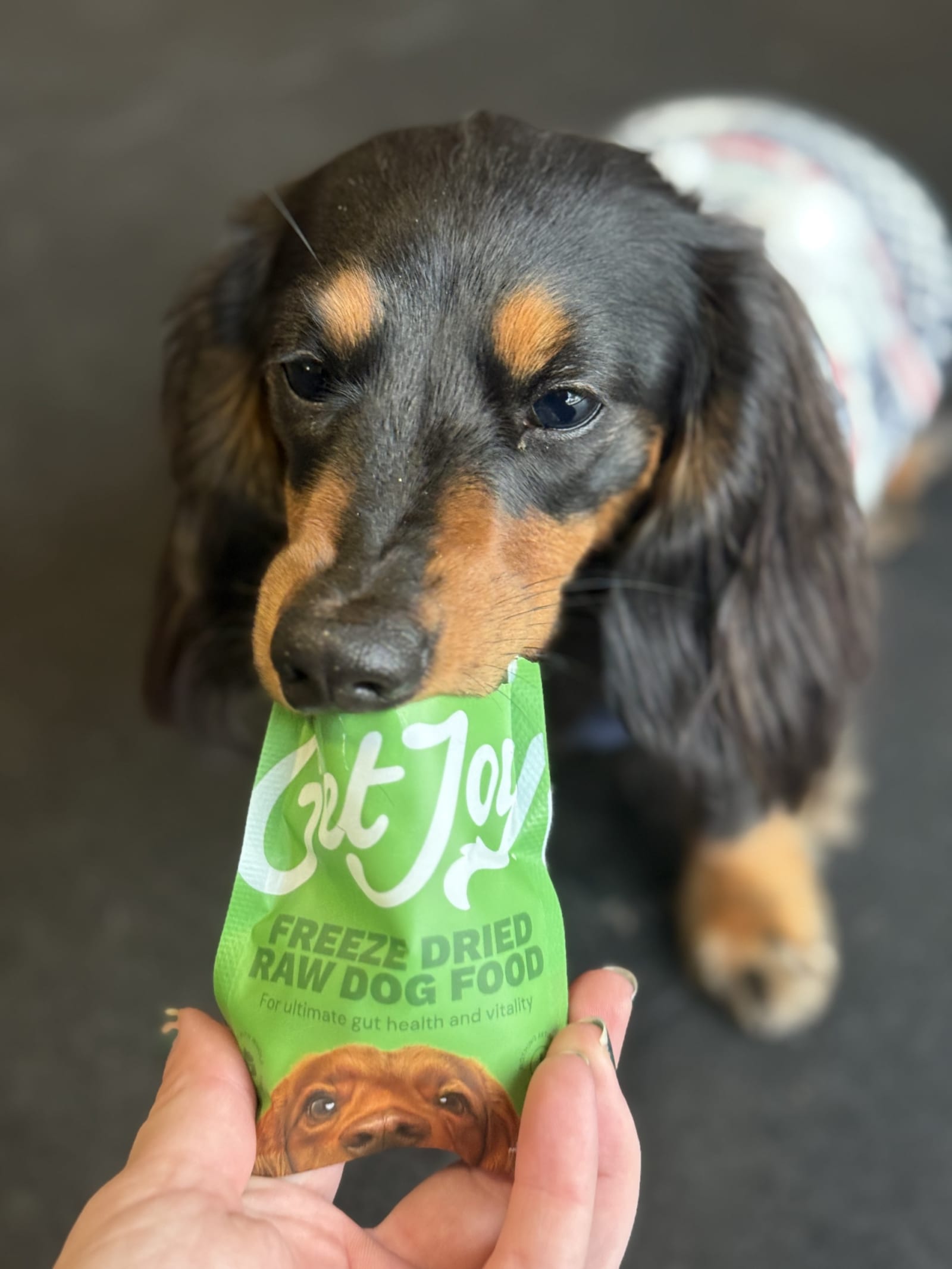 Pet Hotels and Resorts brand activation