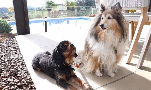 JAE Treatment for House Odours