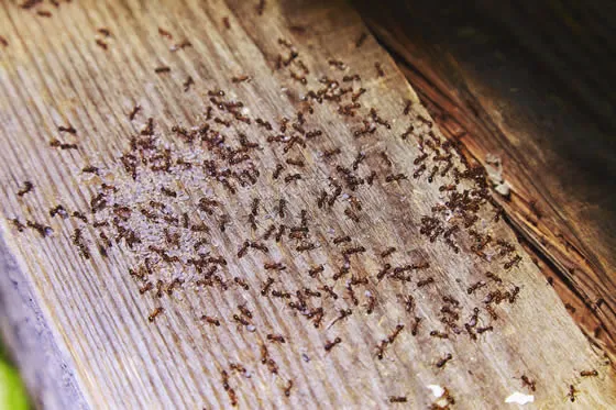 Ant infestation crawling on wooden beam of a house