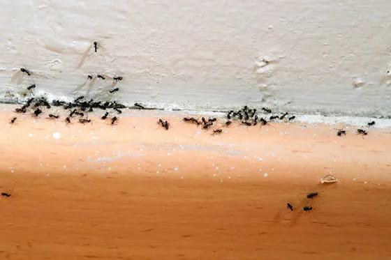 Black house ant infestation inside home
