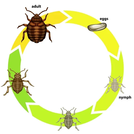 The lifecyle of a bed bug from an egg through to adult