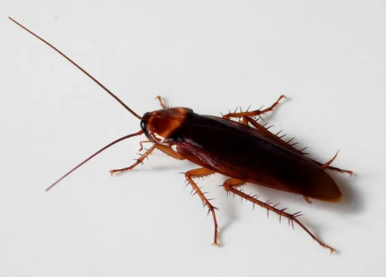 An American Cockroach, common in New Zealand