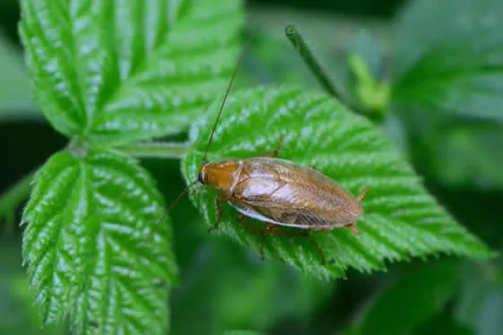 Close up of German Cockroach of leaf