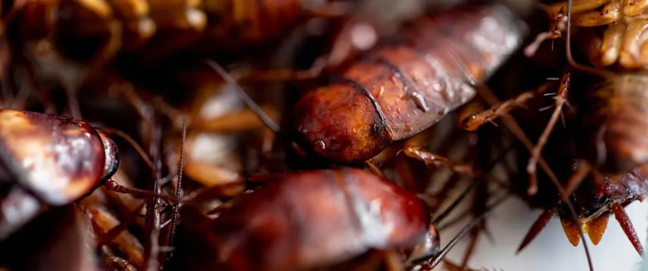 Close up of multiple cockroaches on top of each other